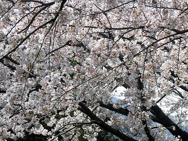 🌸きれいな桜でした🌸