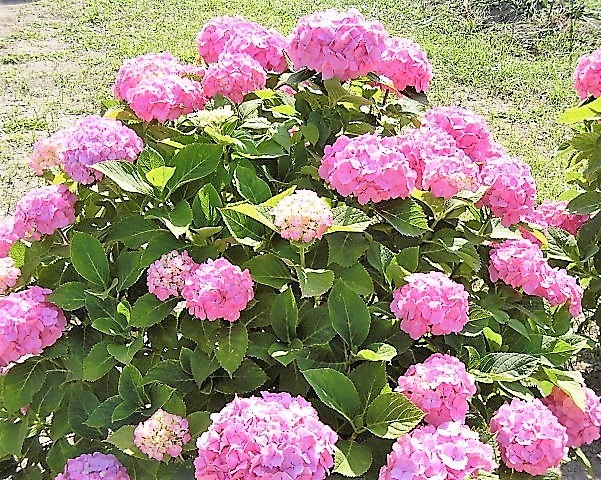 季節のお花と飾り山