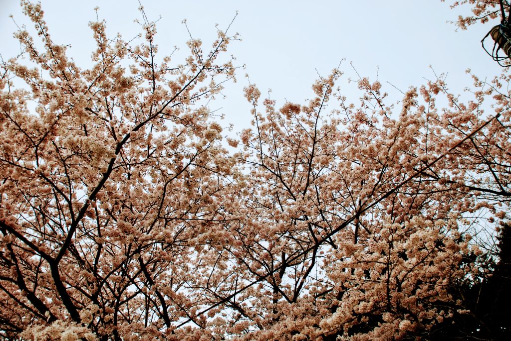 お花見(デイサービス)