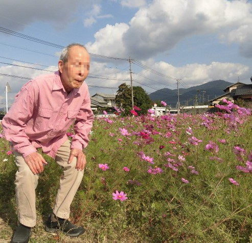 コスモス見学🌼