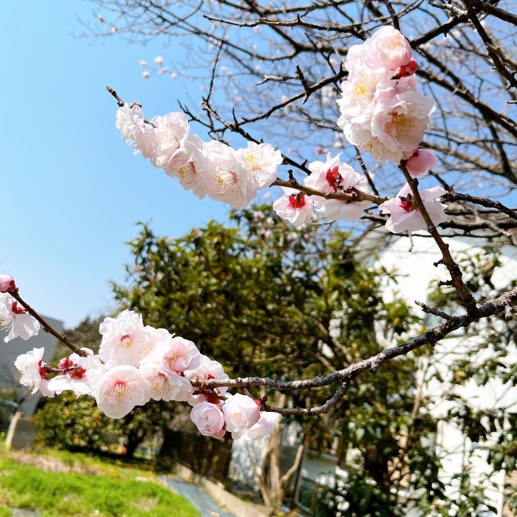 桜🌸