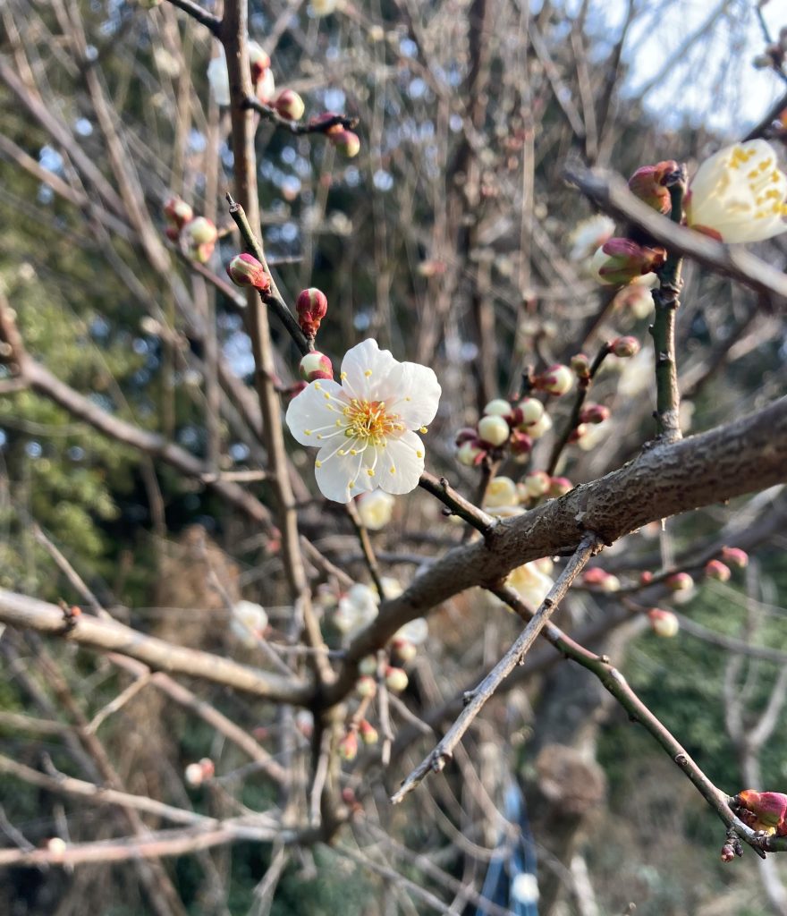 梅の蕾が開花！！